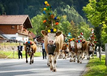 Viehscheid in Bad Hindelang im Allgäu