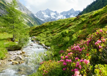 Fest zur Alpenrosenblüte auf dem Fellhorn