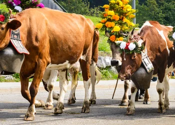 Almabtrieb Oberstdorf